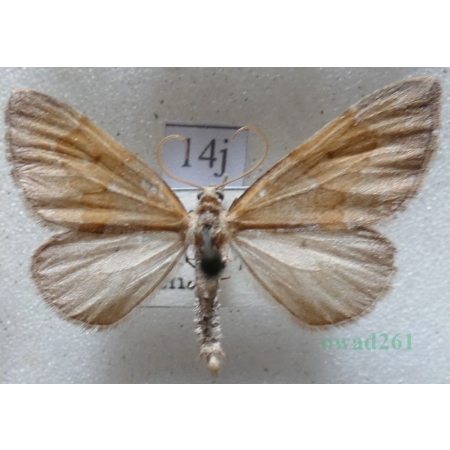 Thera obeliscata (Hübner, 1787) Paśnik sosnowiec Czech14j